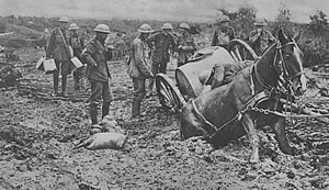British supply horse stuck in Flanders mud.